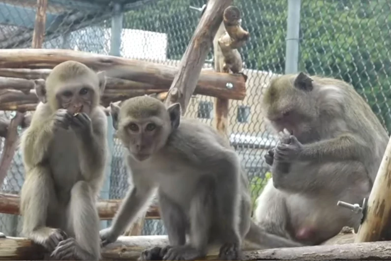 Why monkeys are used as test animals for corona vaccines