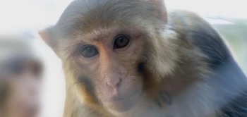 blog aap redt levens