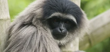 blog behoud bedr diersoorten