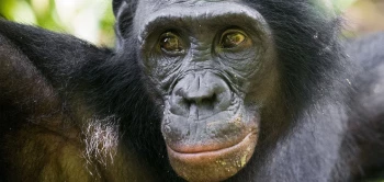 blog bonobo malaria