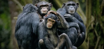 blog chimp kir