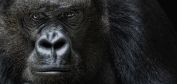 blog gorilla