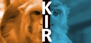 blog kir