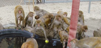 blog onafh rijswijk v2