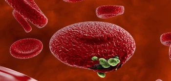 blog rbc p vivax