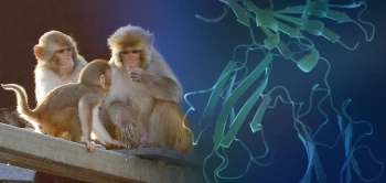 blog rhesus mhc