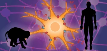blog rhesusmicroglia
