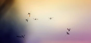 blog vonk dengue