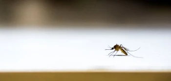 blog wereldmaldag v2