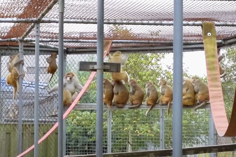 Hoe is het om een apenkolonie te managen?