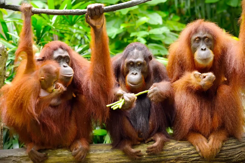 Helping primates living in the wild