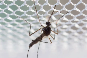 bprc onderzoek naar malaria