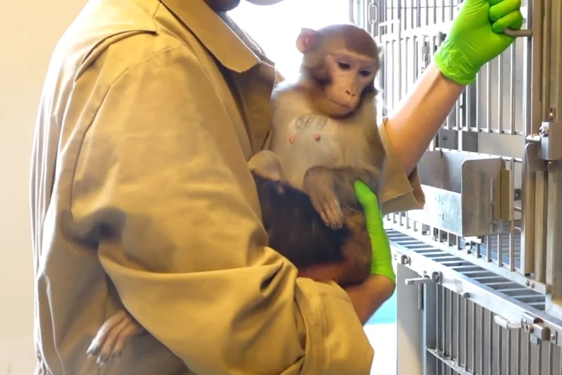 Animal testing with monkeys: 'Sometimes the work is very difficult'