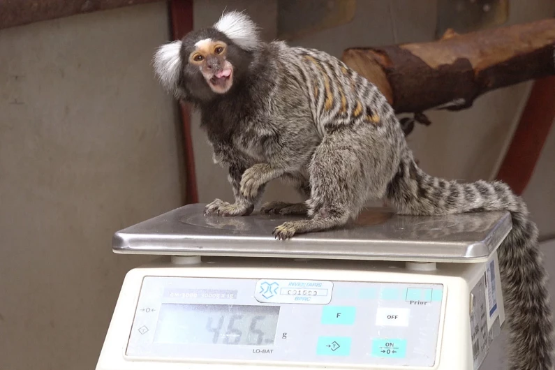 Training monkeys for experiments