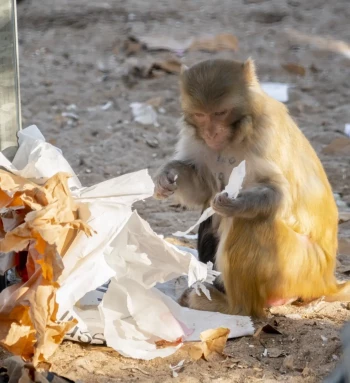 BPRC kooiverrijking resus