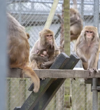 BPRC sociale groep resus