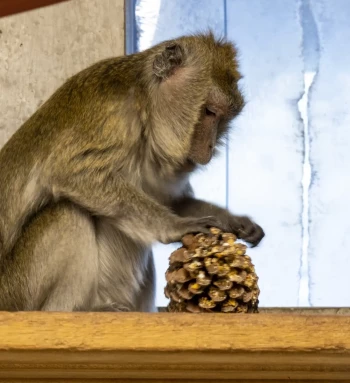 BPRC voedselverrijking dennenappel java