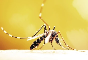 dengue