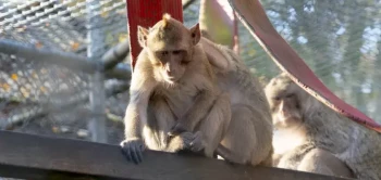 2018 nov java A7RII DSC04274